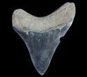 Serrated, Fossil Megalodon Tooth #64558-2